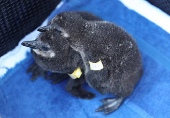 Adopt a penguin egg this Easter to save endangered South African birds, NGO urges