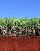 FILE PHOTO: A sugarcane field is seen in Santa Elisa farm in Sertaozinho