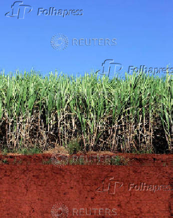 FILE PHOTO: A sugarcane field is seen in Santa Elisa farm in Sertaozinho