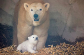 A female polar bear, Nuka, stands next to her cub, in Karlsruhe