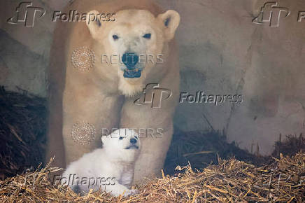 A female polar bear, Nuka, stands next to her cub, in Karlsruhe