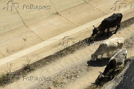Vacas pastam no canal seco da transposio do rio So Francisco