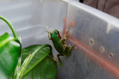 Quito Zoo introduces endangered Andean frogs to restored habitats, in Quito