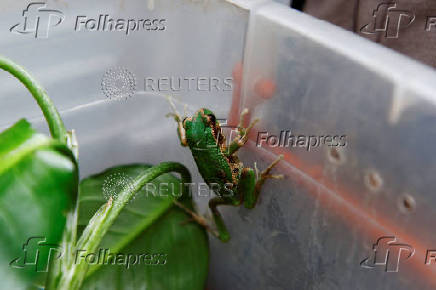 Quito Zoo introduces endangered Andean frogs to restored habitats, in Quito