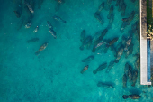 Manatees gather in the warm-water outflows of FPL power station at Manatee Lagoon in West Palm Beach