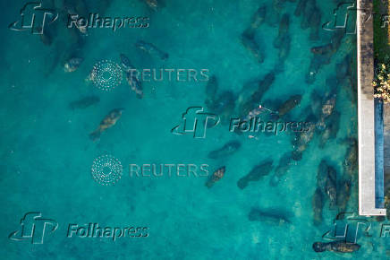 Manatees gather in the warm-water outflows of FPL power station at Manatee Lagoon in West Palm Beach