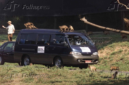 Macacos sobre os carros na abertura do Zo Safari
