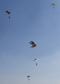 A bird flies, as professional skydivers fly over the historical site of Giza Pyramids, during the Egypt International Skydiving Festival 