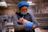 FILE PHOTO: Employee holds a piglet at a breeding farm of Best Genetics Group (BGG) in Chifeng, Inner Mongolia