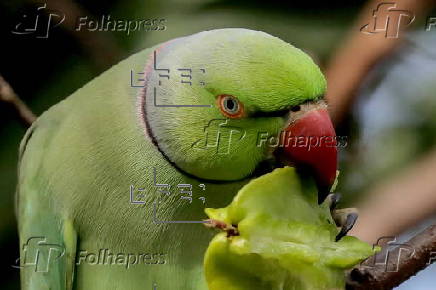 Rose-ringed parakeet in Sri Lanka