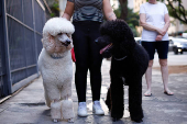 Poodle dogs go for a walk in Sao Paulo