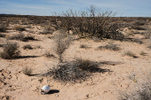 Search for deceased migrants in New Mexico