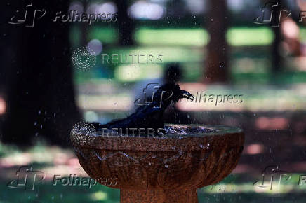 A crow takes a dip in a fountain during a hot day in Bengaluru