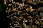 Bees are seen on the frame of a beehive in Montrelais