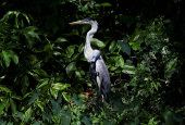 A heron with a plastic cup attached to its neck and blocking its throat, in Rio de Janeiro