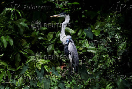 A heron with a plastic cup attached to its neck and blocking its throat, in Rio de Janeiro