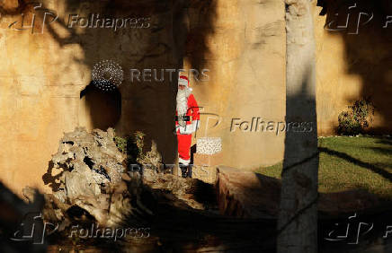 Gorillas receive Christmas boxes containing food at Bioparc Fuengirola, in Fuengirola