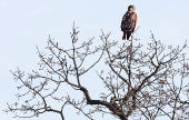 A red-tailed hawk perches on a treetop on a cold day above the Hudson River on Hook Mountain in Nyack, New York