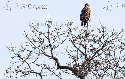 A red-tailed hawk perches on a treetop on a cold day above the Hudson River on Hook Mountain in Nyack, New York