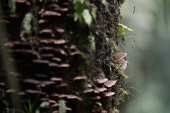 La bsqueda de nuevas especies en una reserva rica en biodiversidad de Panam