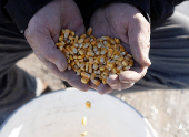 Corn falls out the hands of a armer in Buffalo