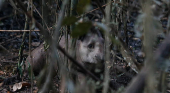 Anta  encontrada com vida em meio ao incndio no Parque Nacional