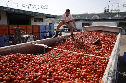 Listos los mas de 120.000 kilos de tomates que se usarn maana en la Tomatina