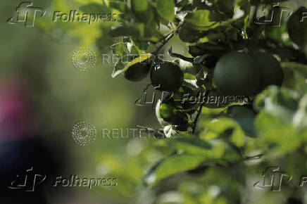 Mexican army patrols to curb extortion from criminal groups of lemon producers, in Paracuaro