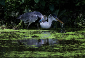 A heron with a plastic cup attached to its neck and blocking its throat, in Rio de Janeiro