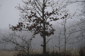 Foggy weather in Liepupe, Latvia