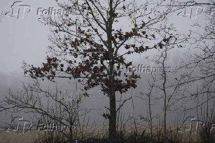 Foggy weather in Liepupe, Latvia