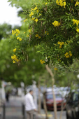 Los guayacanes pintan de amarillo a la capital de Panam