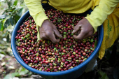 Workers harvest coffee at a plantation in San Carlos de Tarrazu