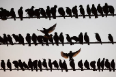 Migrating starlings gather on power lines at a landfill site near Beersheba