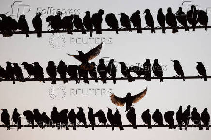 Migrating starlings gather on power lines at a landfill site near Beersheba