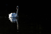 Bird life, in Dublin