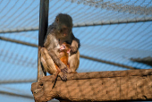 Tulane's primate research center pivots to coronavirus