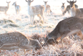 Deer clash antlers as cold weather continues, in Richmond Park, London