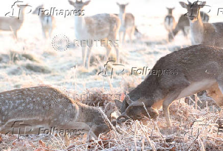 Deer clash antlers as cold weather continues, in Richmond Park, London