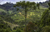 Vista de uma plantao de pinheiro araucria
