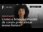 Como o branqueamento de corais pode afetar nosso futuro?