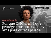 Por que ONG alemã que protege ararinha-azul enviou aves para outros países?