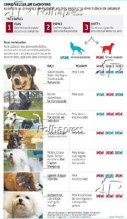 Como vestir um cachorro