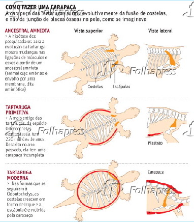 Como fazer uma carapaça