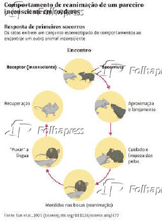 Comportamento de reanimação de um parceiro inconsciente em roedores