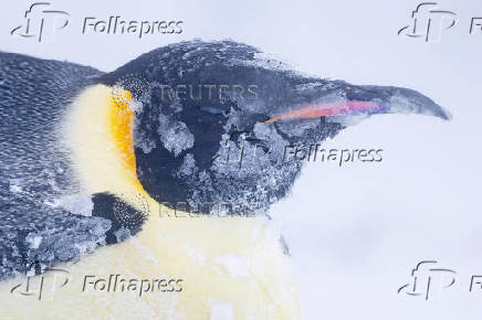 An Emperor penguin is seen during a snowstorm, on the Ekstrom Ice Shelf