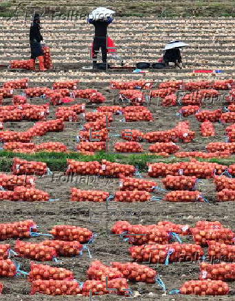 Farmers harvest crops amid hot weather