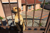 A dog looks through a gate, at a scene where kidnapped U.S. pastor Josh Sullivan was rescued, following a shootout during which three suspects were killed, in KwaMagxaki