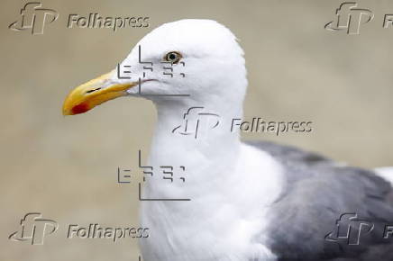 Mysterious illness plaguing Southern California seagulls