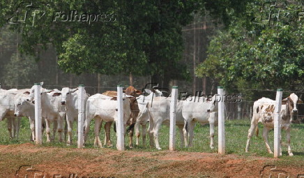 Bois confinados em fazenda na área rural de Iturama/MG